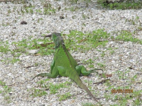 Gulf Shores Real Estate